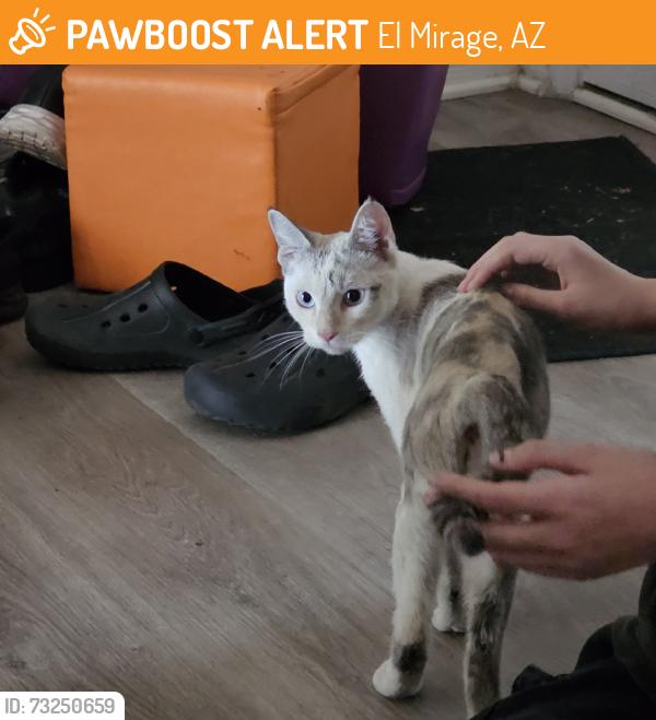 Found/Stray Female Cat last seen Waddell and dysart, El Mirage, AZ 85335