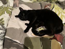 Lost Male Cat last seen Heather Grove 58 Wigan, Greater Manchester, England WN5 9PN