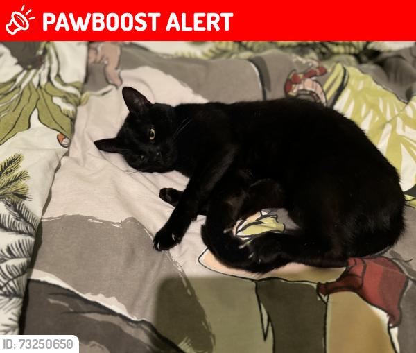 Lost Male Cat last seen Heather Grove 58 Wigan, Greater Manchester, England WN5 9PN
