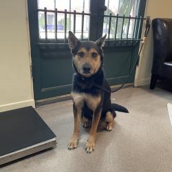Shelter Stray Female Dog last seen , 361 S Raymond Ave, Pasadena, CA 91105, USA