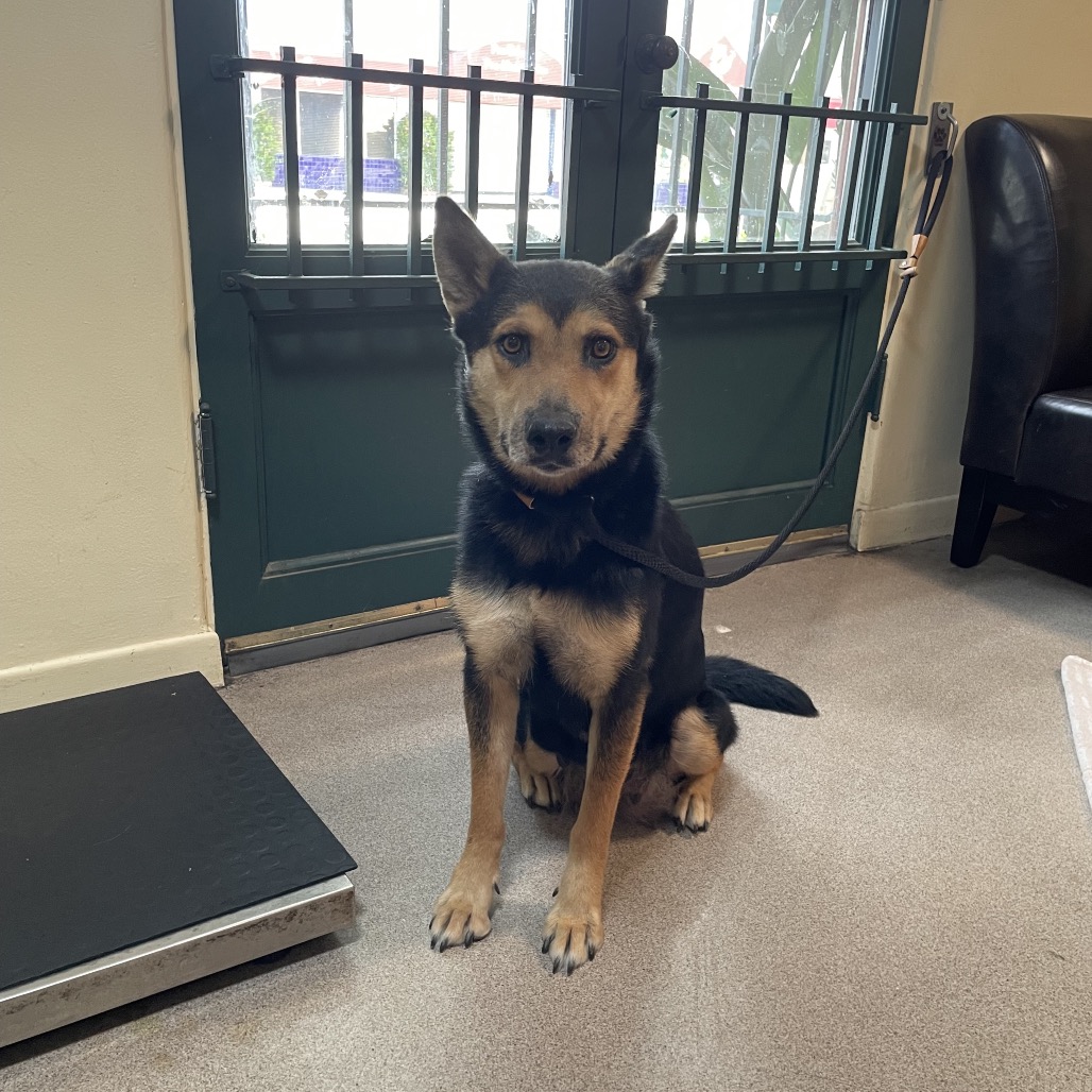 Shelter Stray Female Dog last seen , 361 S Raymond Ave, Pasadena, CA 91105, USA