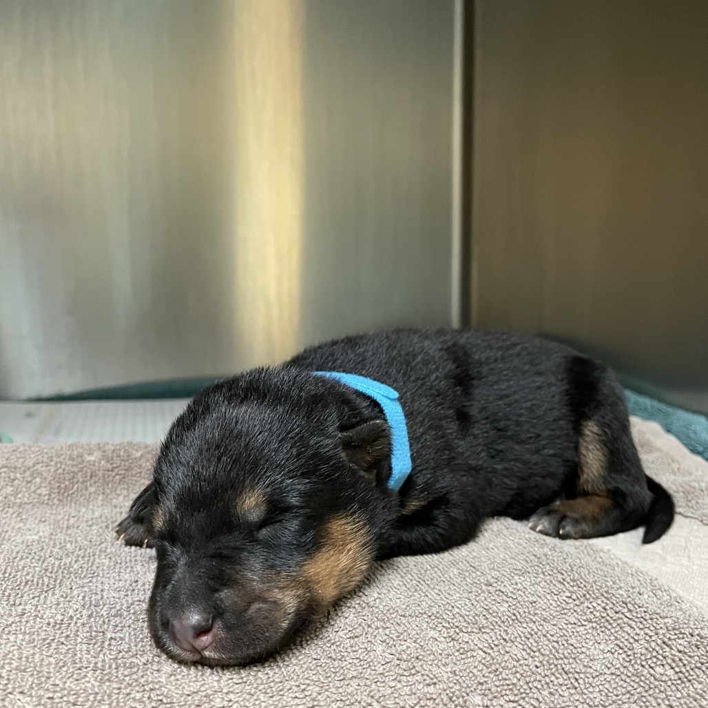 Shelter Stray Female Dog last seen , 361 S Raymond Ave, Pasadena, CA 91105, USA