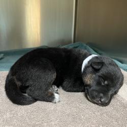 Shelter Stray Female Dog last seen , 361 S Raymond Ave, Pasadena, CA 91105, USA