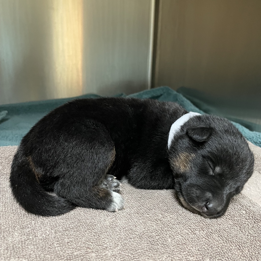 Shelter Stray Female Dog last seen , 361 S Raymond Ave, Pasadena, CA 91105, USA