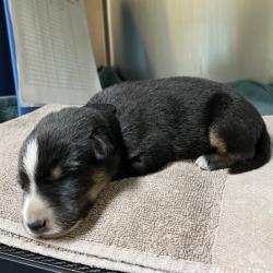 Shelter Stray Female Dog last seen , 361 S Raymond Ave, Pasadena, CA 91105, USA