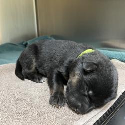 Shelter Stray Female Dog last seen , 361 S Raymond Ave, Pasadena, CA 91105, USA