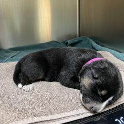 Shelter Stray Male Dog last seen , 361 S Raymond Ave, Pasadena, CA 91105, USA