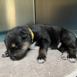 Shelter Stray Male Dog last seen , 361 S Raymond Ave, Pasadena, CA 91105, USA