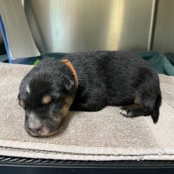 Shelter Stray Female Dog last seen , 361 S Raymond Ave, Pasadena, CA 91105, USA