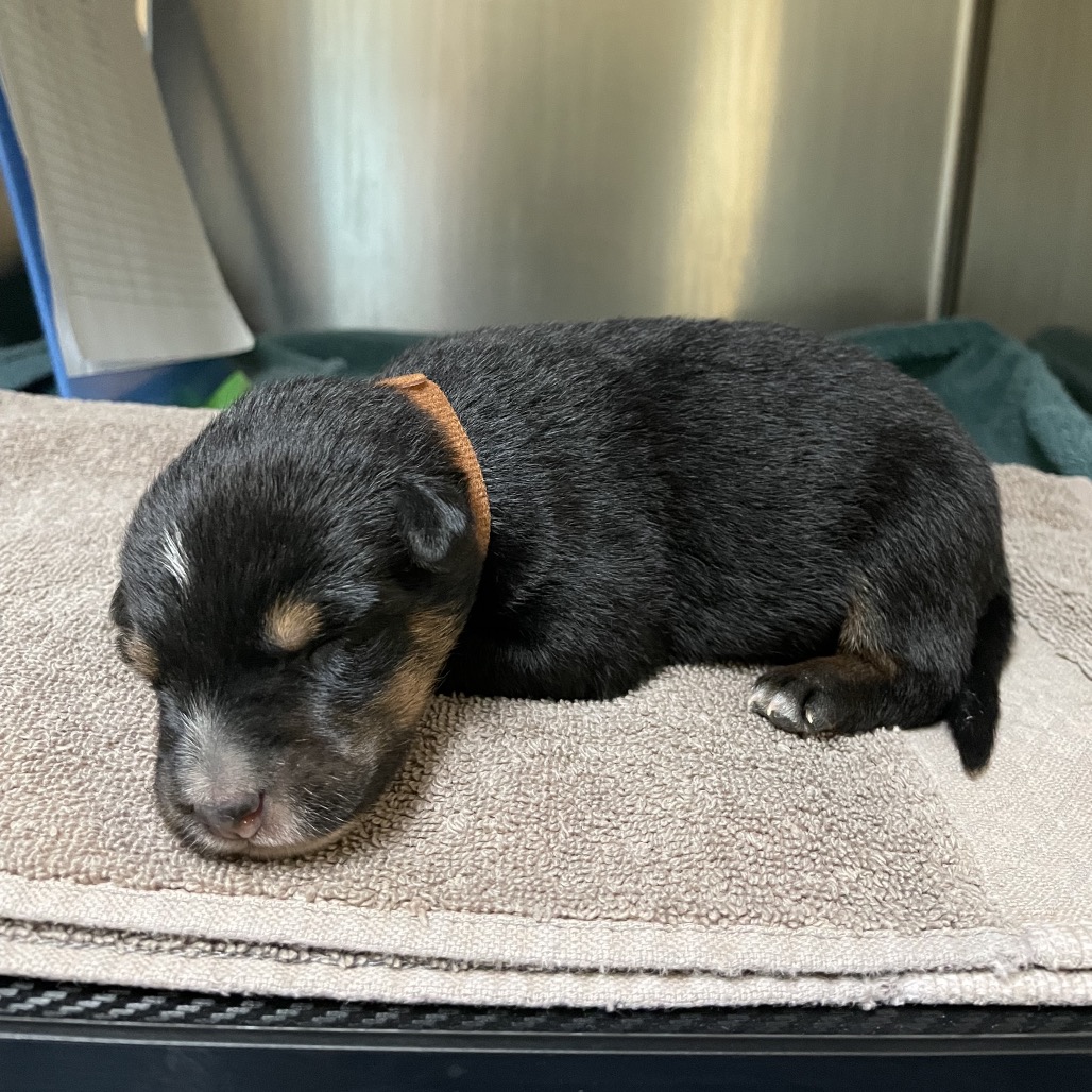 Shelter Stray Female Dog last seen , 361 S Raymond Ave, Pasadena, CA 91105, USA