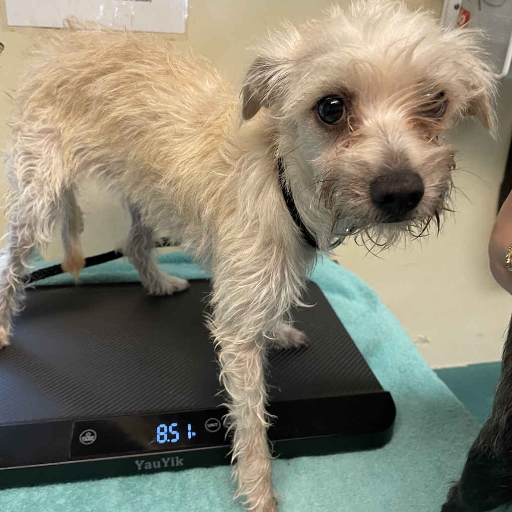 Shelter Stray Female Dog last seen , 361 S Raymond Ave, Pasadena, CA 91105, USA