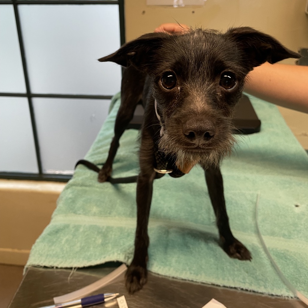 Shelter Stray Female Dog last seen , 361 S Raymond Ave, Pasadena, CA 91105, USA