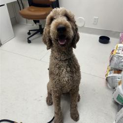 Shelter Stray Male Dog last seen , 361 S Raymond Ave, Pasadena, CA 91105, USA