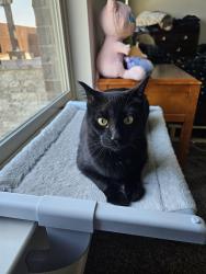 Lost Male Cat last seen Dunster Lane Somerton Dr, Saginaw, TX 76131