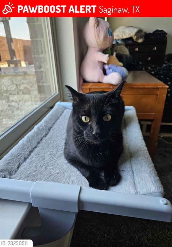 Lost Male Cat last seen Dunster Lane Somerton Dr, Saginaw, TX 76131