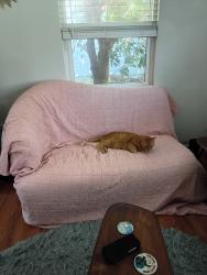 Reunited Male Cat last seen Tarpon animal hosp, Tarpon Springs, FL 34689
