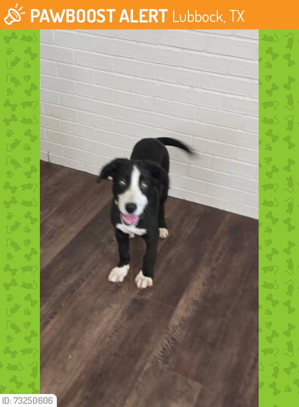 Found/Stray Male Dog last seen 46th an Utica, Lubbock, TX 79414
