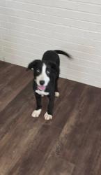 Found/Stray Male Dog last seen 46th an Utica, Lubbock, TX 79414