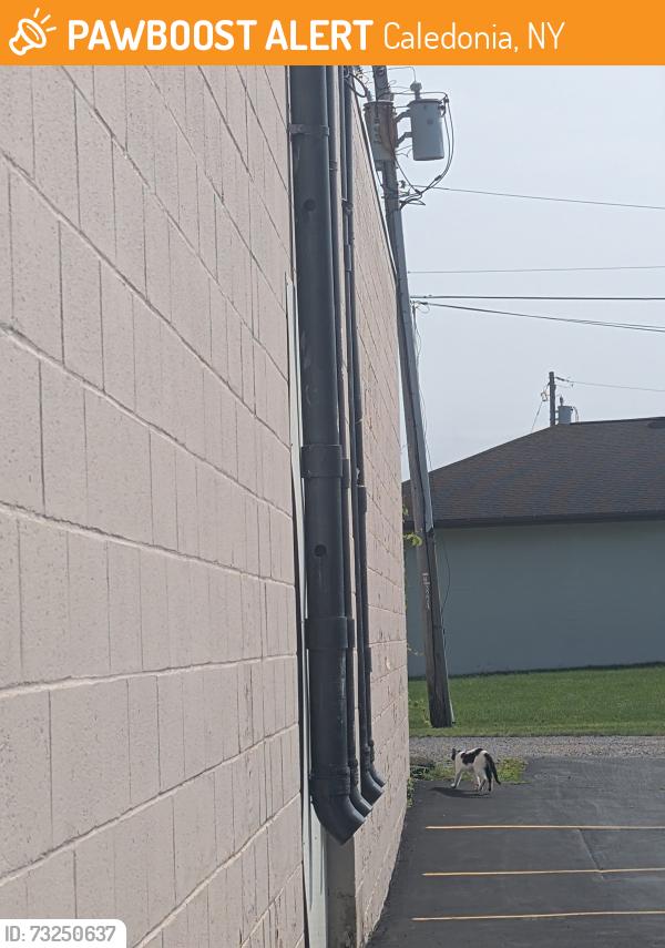 Found/Stray Unknown Cat last seen Behind Caledonia Marketplace heading towards Route 5, Caledonia, NY 14423