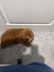 Reunited Male Dog last seen James Jackson pkwy, Atlanta, GA 30318