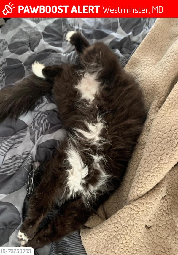 Lost Male Cat last seen Near Windy Hill Dr., Westminster, MD 21157