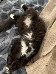 Lost Male Cat last seen Near Windy Hill Dr., Westminster, MD 21157