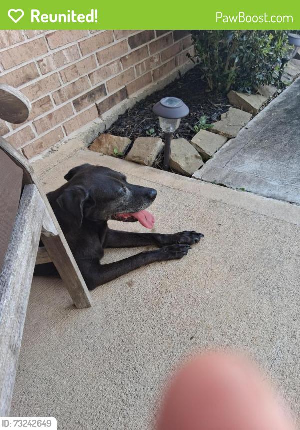 Reunited Unknown Dog last seen Rimside trail Houston tx, Houston, TX 77045