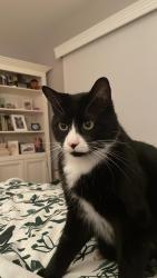 Reunited Male Cat last seen rue Springland/ Angers, Montréal, QC H4E 2E3