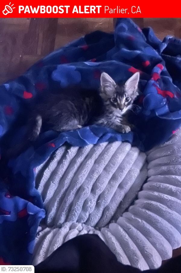 Lost Male Cat last seen Mendocino Street, Parlier, CA 93648
