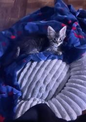 Lost Male Cat last seen Mendocino Street, Parlier, CA 93648