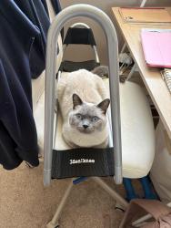 Lost Female Cat last seen Millbourne mall Tim Hortons (7535 38 ave Nw), Edmonton, AB T6K 2N2