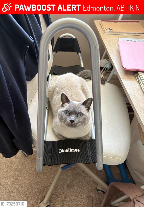 Lost Female Cat last seen Millbourne mall Tim Hortons (7535 38 ave Nw), Edmonton, AB T6K 2N2