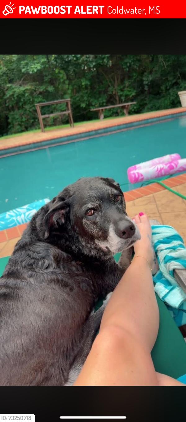 Lost Female Dog last seen Three farm, Coldwater, MS 38618