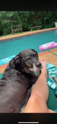 Lost Female Dog last seen Three farm, Coldwater, MS 38618