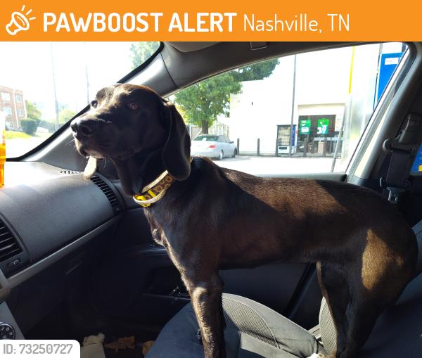 Found/Stray Female Dog last seen Firestone on Gallatin Pike, Nashville, TN 37115