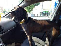 Found/Stray Female Dog last seen Firestone on Gallatin Pike, Nashville, TN 37115