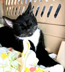 Lost Male Cat last seen Sequoia Ave near HWY 80 OFF RAMP, Vallejo, CA 94591