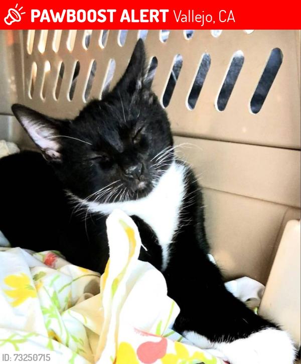 Lost Male Cat last seen Sequoia Ave near HWY 80 OFF RAMP, Vallejo, CA 94591