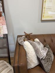 Reunited Female Dog last seen 19th and Oxford, Houston, TX 77008