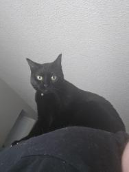 Lost Female Cat last seen E Girard Ave and Yosemite by the 7 Eleven in the nieghborhood, Denver, CO 80231