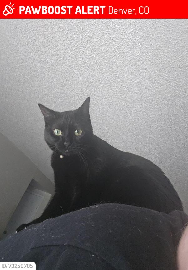 Lost Female Cat last seen E Girard Ave and Yosemite by the 7 Eleven in the nieghborhood, Denver, CO 80231