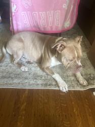 Lost Female Dog last seen Shawnee park area, Louisville, KY 40211