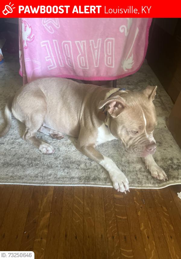 Lost Female Dog last seen Shawnee park area, Louisville, KY 40211