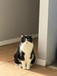 Lost Male Cat last seen Alsacia St., San Diego, CA 92139