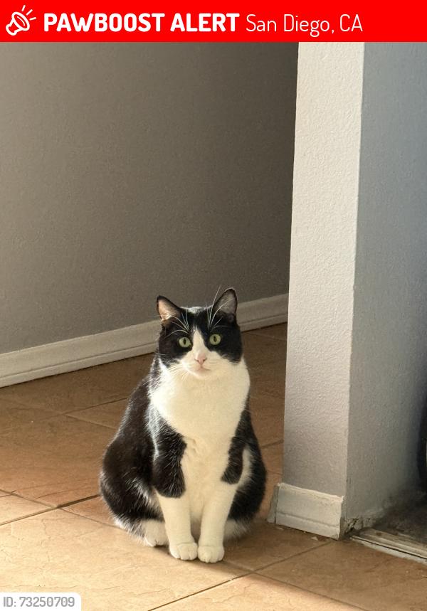 Lost Male Cat last seen Alsacia St., San Diego, CA 92139
