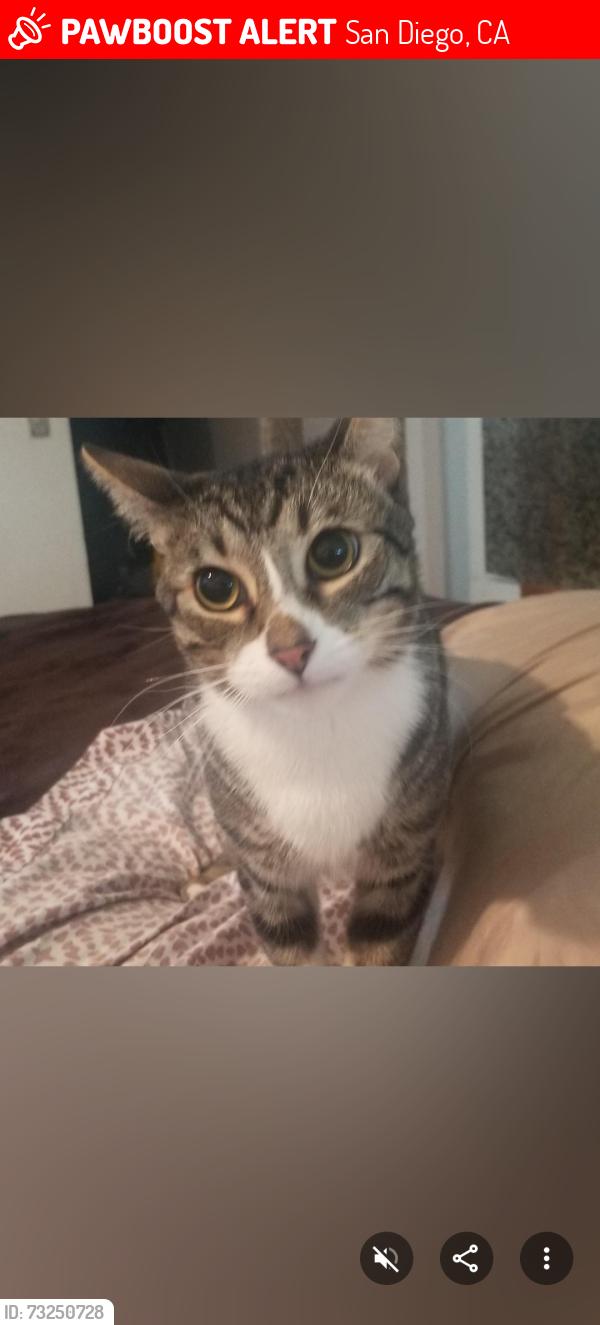 Lost Male Cat last seen SDSU State university, San Diego, CA 92115