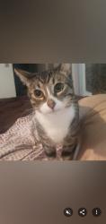 Lost Male Cat last seen SDSU State university, San Diego, CA 92115