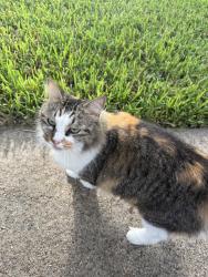 Found/Stray Unknown Cat last seen Sky Ridge & Bent Pine, Cypress, TX 77429