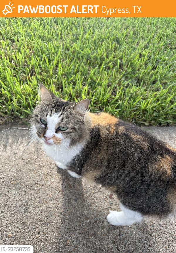 Found/Stray Unknown Cat last seen Sky Ridge & Bent Pine, Cypress, TX 77429
