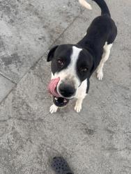 Lost Male Dog last seen Highway 74, Perris, CA 92570